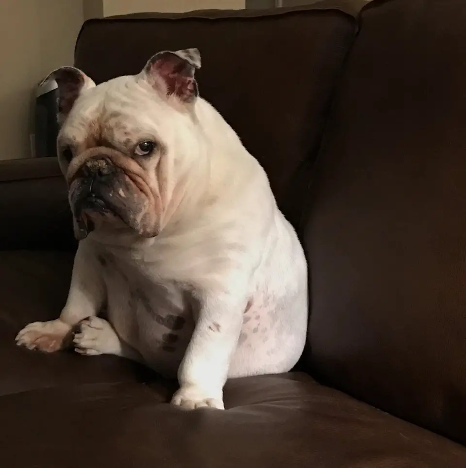 A English Bulldog sitting on the couch with its tired face