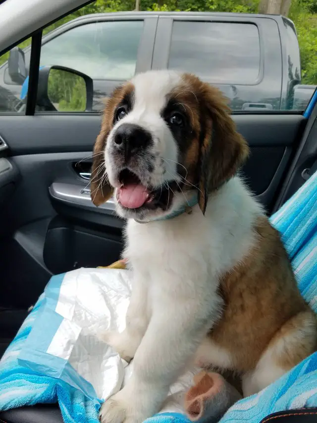 St. Bernard puppy sitting on the passenger seat