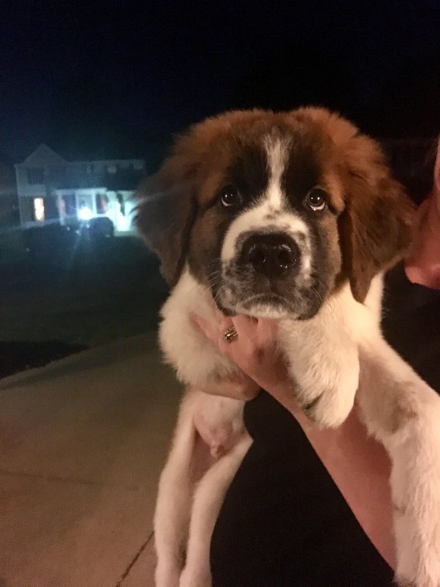 Carrying a St. Bernard puppy