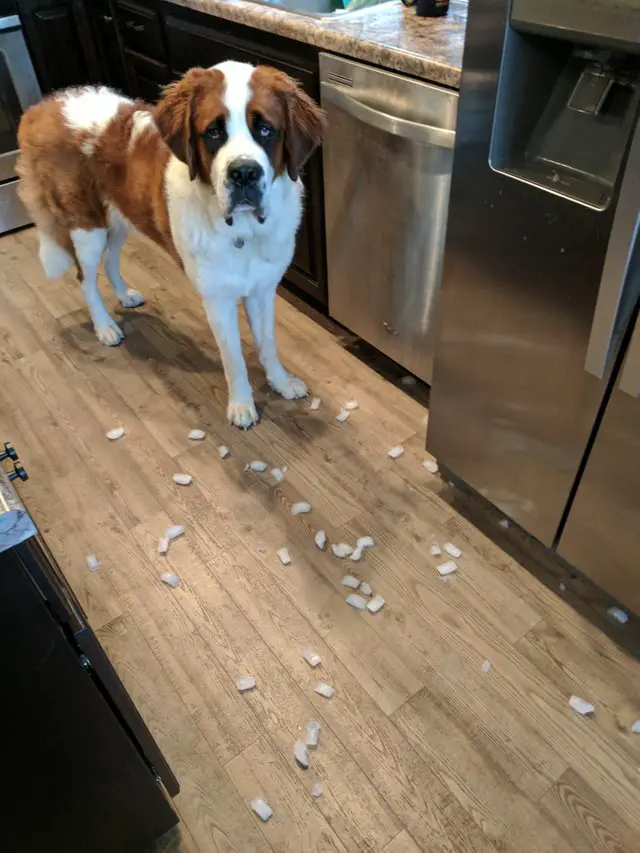 St. Bernard dog in the kitchen with pieces of ice on the floor