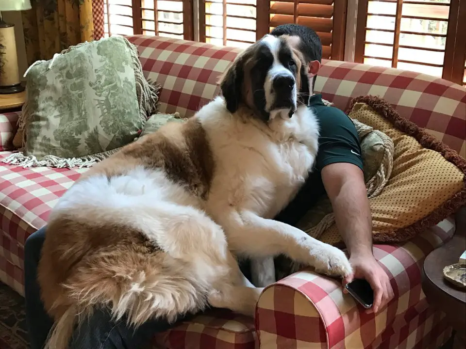 St. Bernard sitting on top of its owners lap
