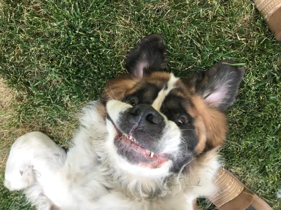 funny smiling face of St. Bernard dog while lying on the ground