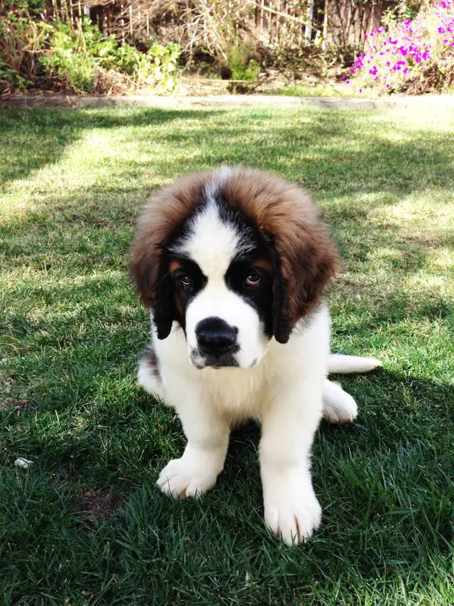 St. Bernard puppy sitting on the green grass with its begging face