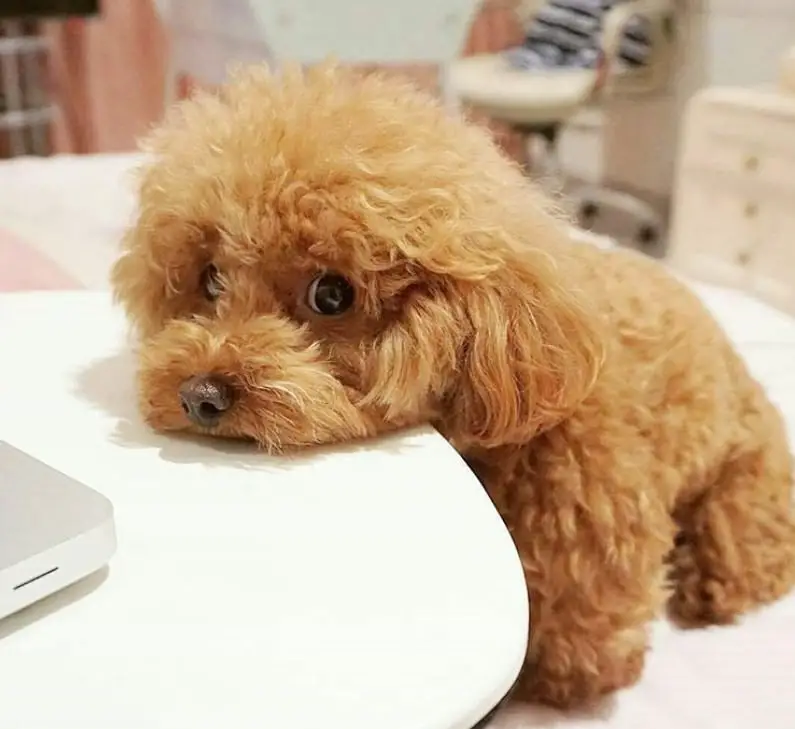 cute brown poodle puppy resting its chin on the pillow with a sad face