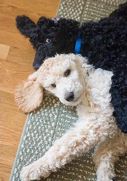 two poodles lying on the couch
