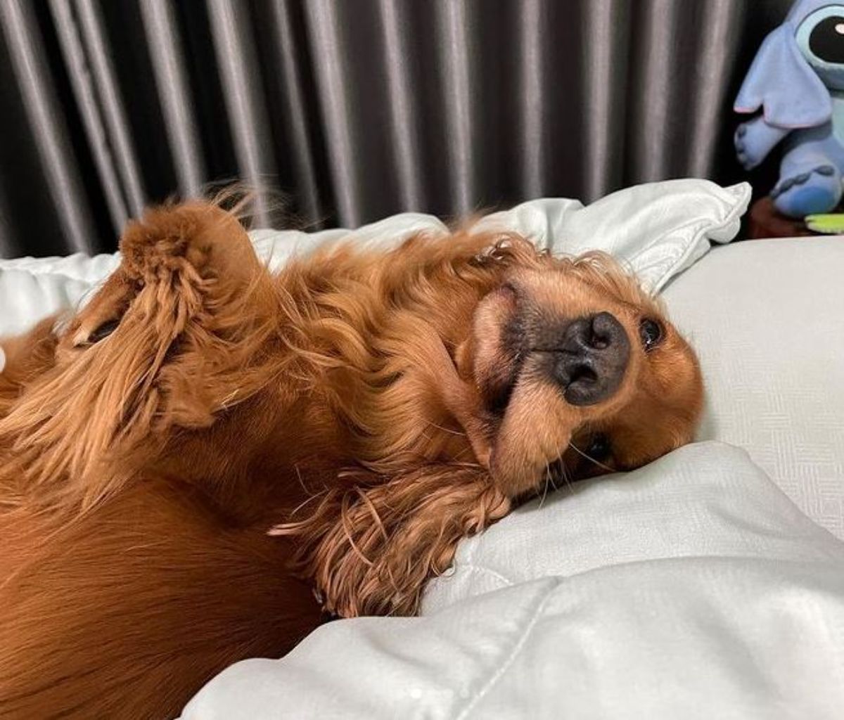 lying on the bed gold cocker spaniel