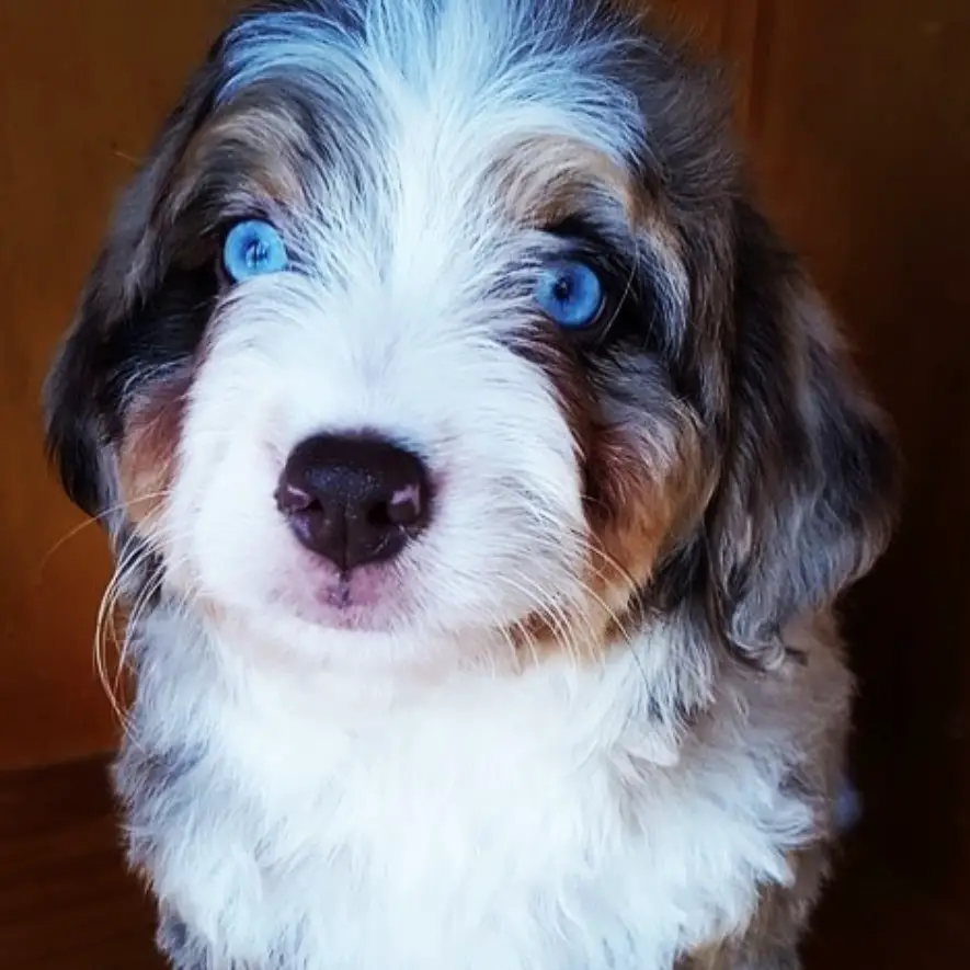 A Bernedoodle sitting on the floor while staring with its round blue eyes