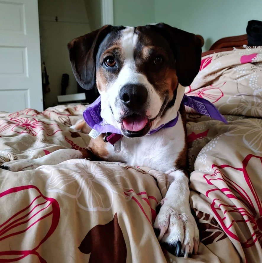 A Bogle wearing a lavender scarf while lying on the bed
