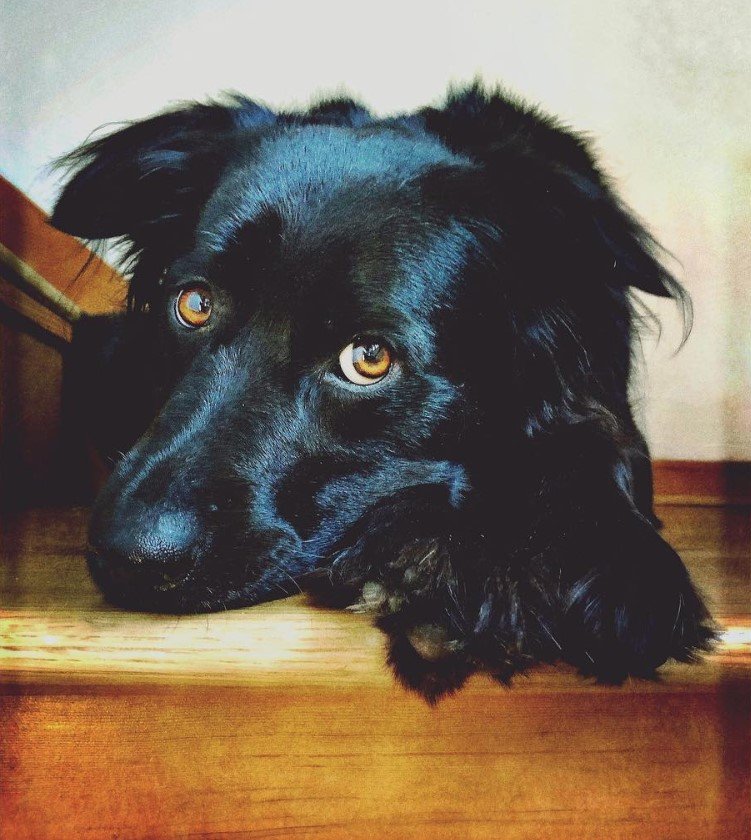 A Border Chow lying on the floor with its head on top of its paw