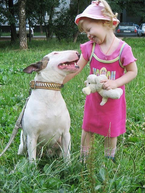 cute Bull Terrier smiling with a kid