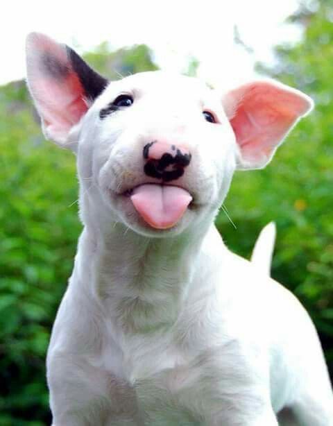 white Bull Terrier puppy with its tongue sticking out
