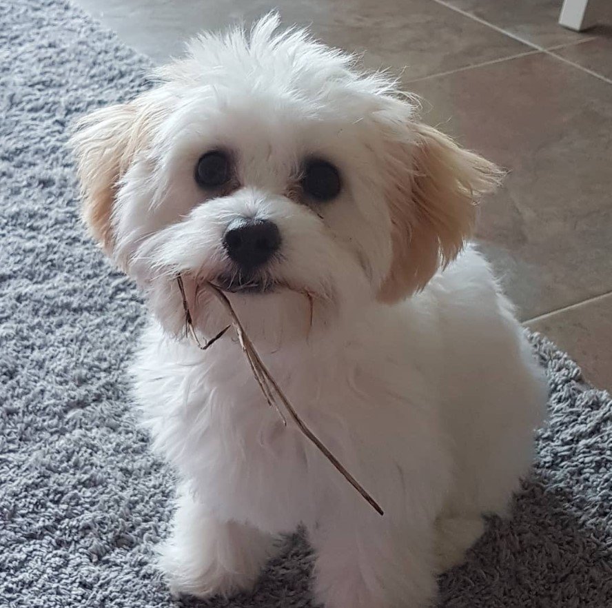 A Cavachon sitting on the carpet with a stem in its mouth