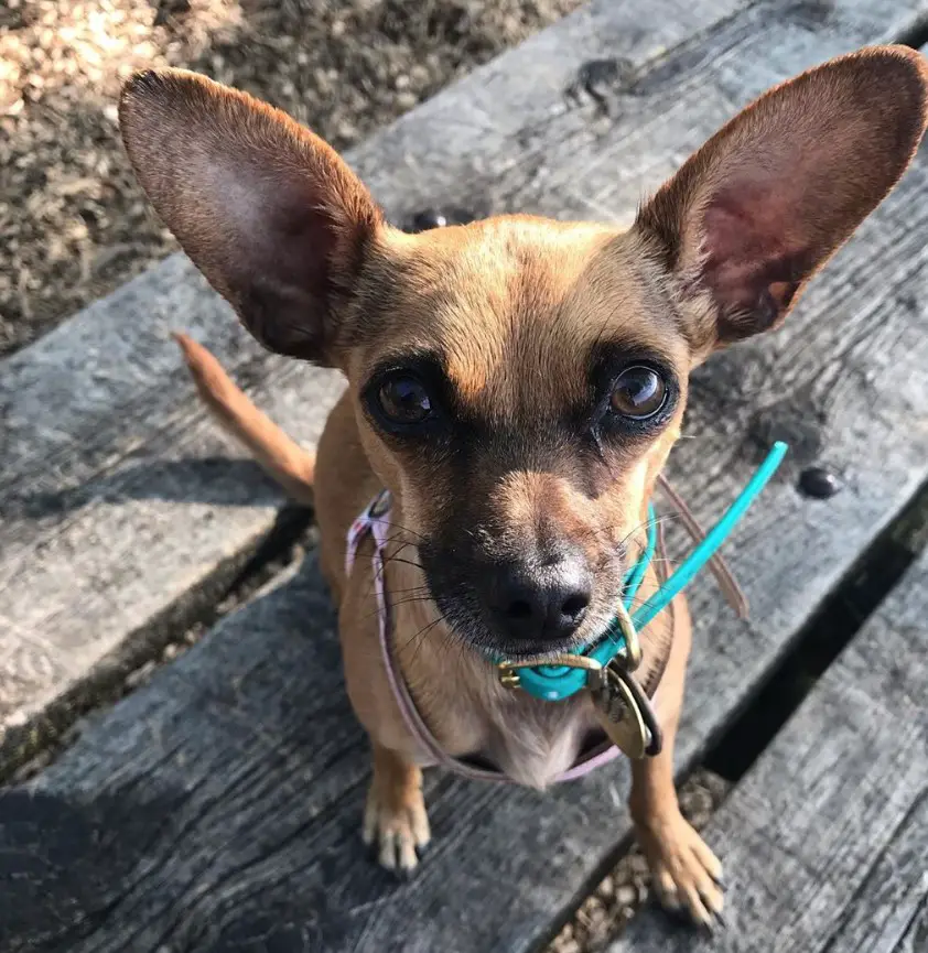 A Chiweenie sitting on the wooden bench while staring