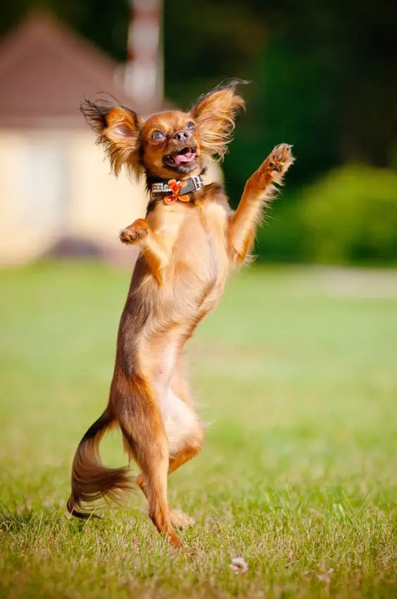 A long haired chihuahua dancing in the yard