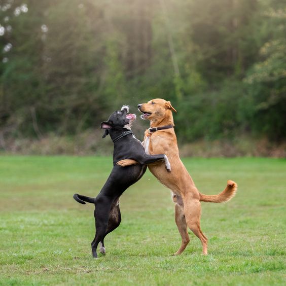 a black and brown dog hugging each other while dancing at the park