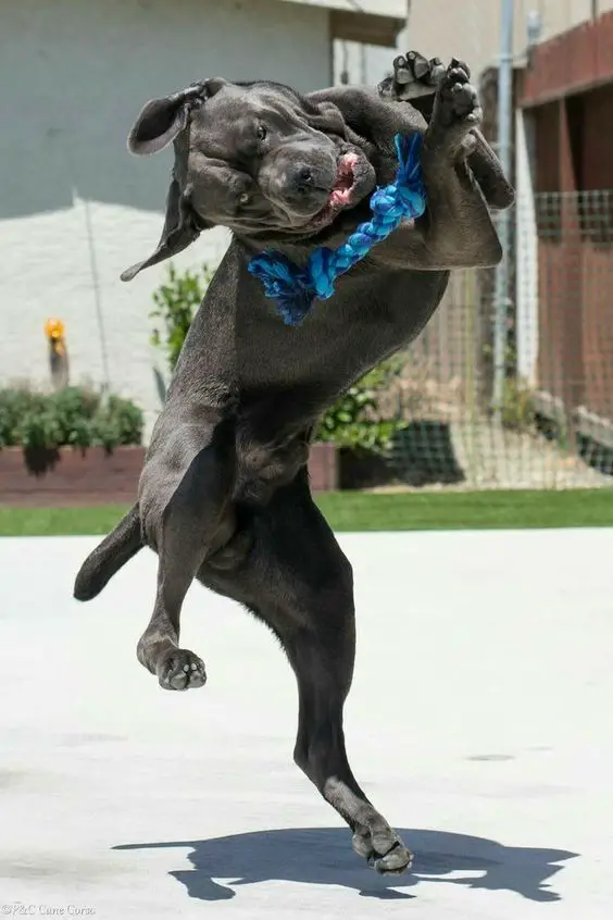 A black pitbull dancing on the pavement while catching its tug toy
