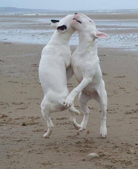 two white bull terrier dancing at the beach