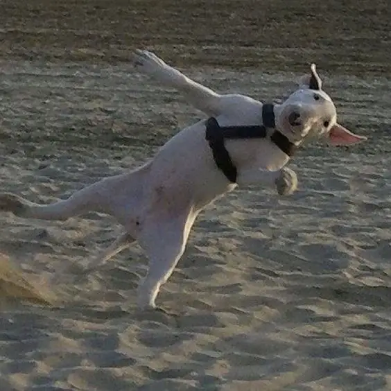 A white bull terrier dancing at the beach
