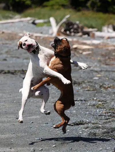 two boxer dogs dancing at the park