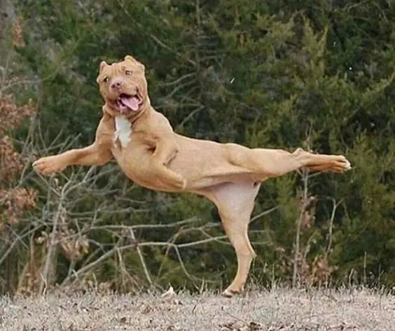 A pitbull dancing in the forest with its tongue out