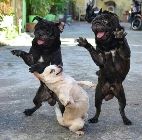A white chihuahua and two black pug dancing