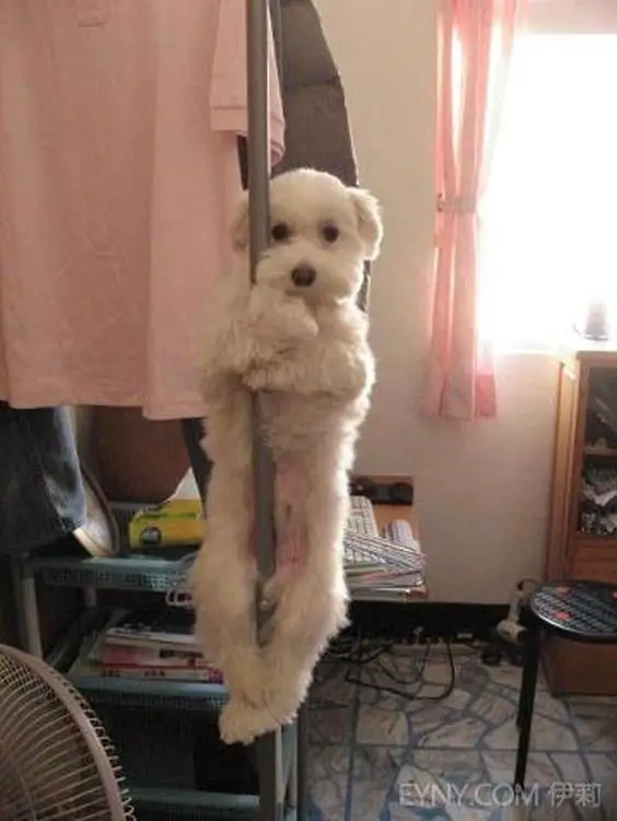 A white dog wrapped in a pole
