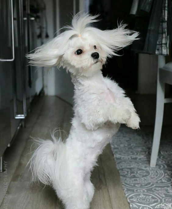 A white furry dog dancing on the floor