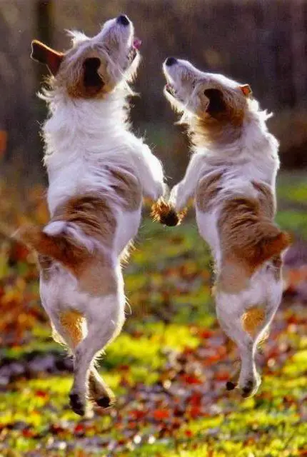 two dog jumping in the forest with their hands together