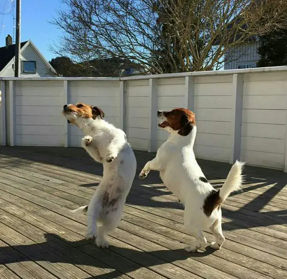 two jack russell terrier dancing in the balcony
