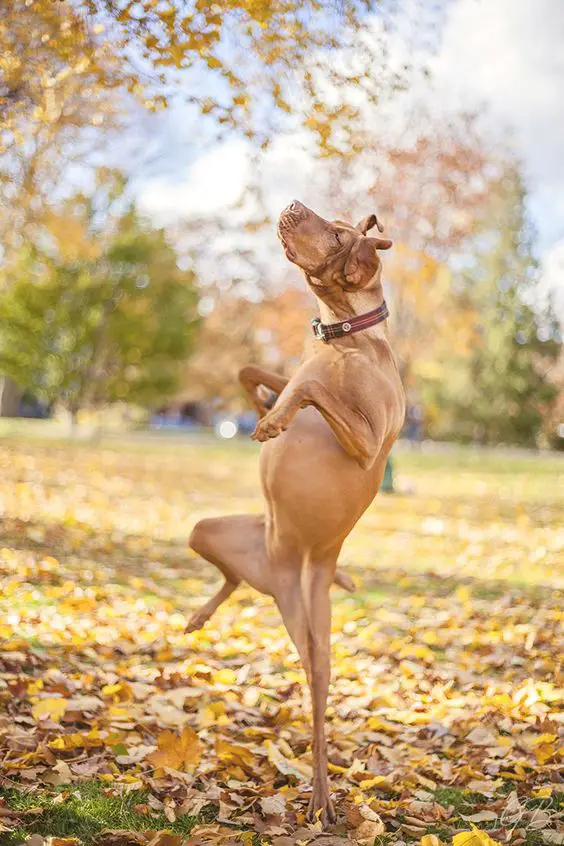 a brown dog dancing at the park with its one feet on the ground