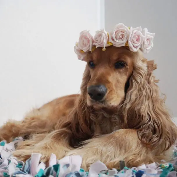 Cocker Spaniel wearing a rose crown on top of its head while lying on the rug