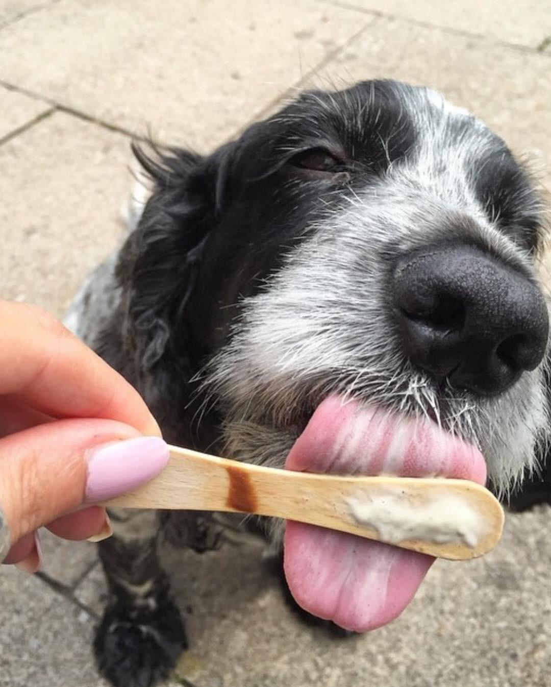 black and white Cocker Spaniel licking the a popsicle stick