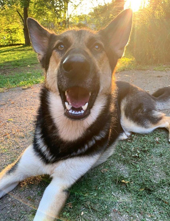 A Gerberian Shepsky lying on the ground at the park while smiling under the sunlight