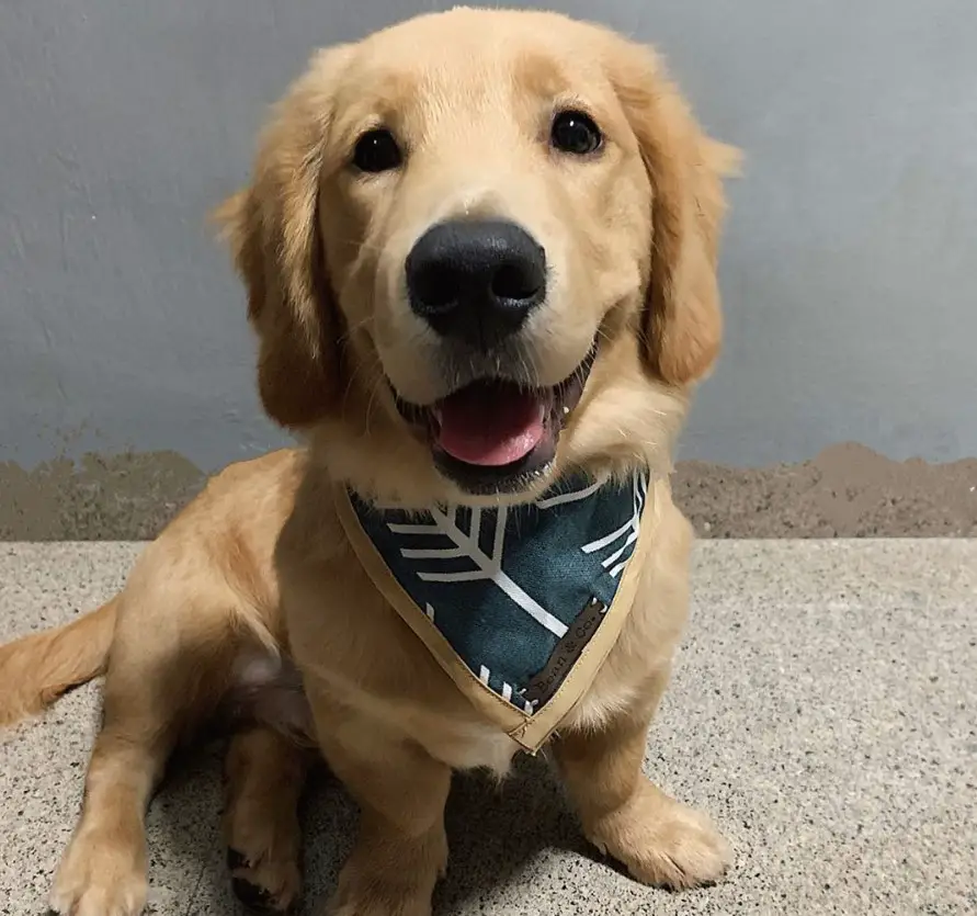 A Golden Dox sitting on the floor while smiling