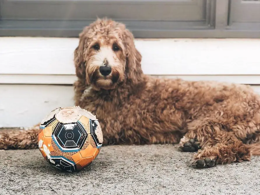 A Goldendoodle lying on the floor with a ball in front of him