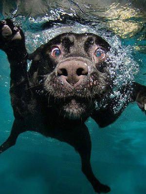 black Labrador submerged in the water