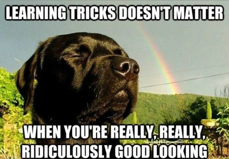Labrador smelling the air with its close eyes and rainbow in the sky photo with a text 