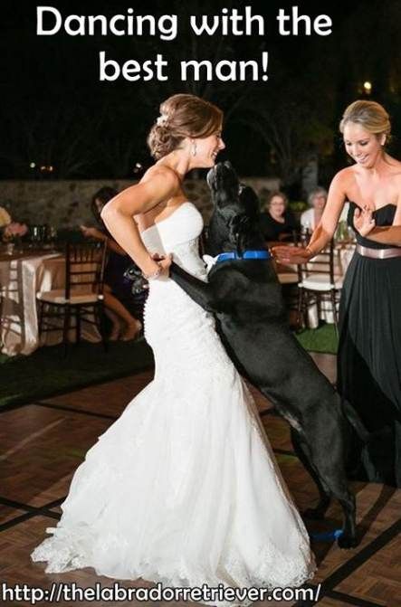 black Labrador dancing with the bride photo with a text 