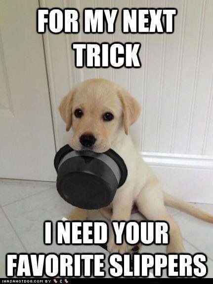 yellow Labrador puppy sitting on the floor with a magician cap in its mouth photo with a text 