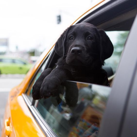 black Labrador puppy looking outside from the car window