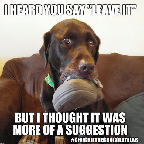 Labrador sitting on the couch with a shoe in its mouth photo with a text 