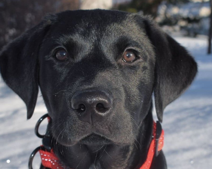 A Labbe outdoors in snow