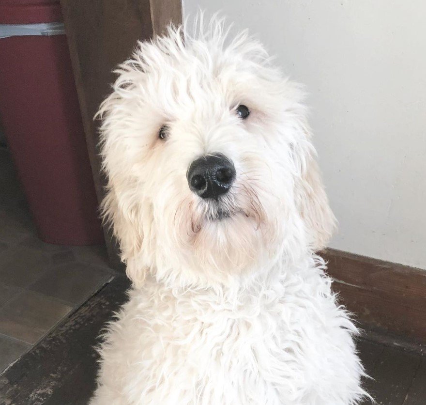 A whiite Labradoodle sitting on the floor