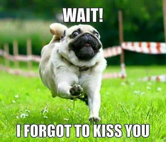 photo of a Pug running in the field with text - Wait! I forgot to kiss you.