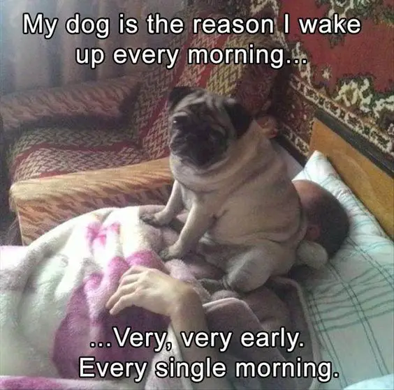 A Pug sitting on the face of a person sleeping on the bed photo with text - My dog is the reason I wake up every morning... very very clearly. Every single morning
