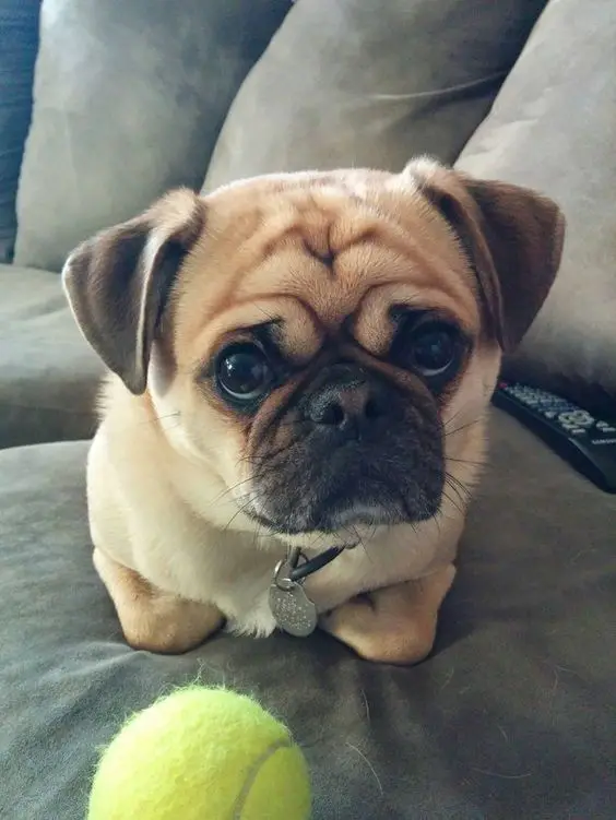 A Pug lying on the couch with a tennis ball in front of him