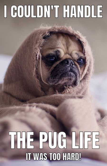 A Pug wrapped in a blanket while on the bed photo with text - I couldn't handle the pug life. It was too hard!