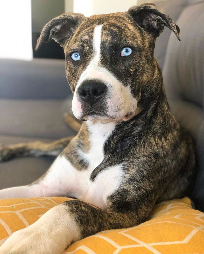 A Pitsky lying on the couch