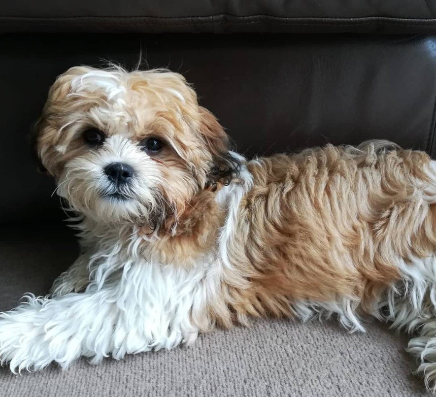 A Zuchon lying on the floor