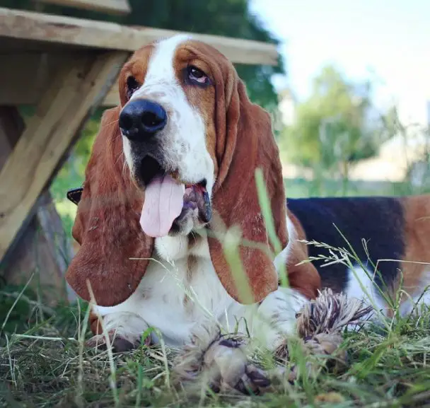 A Basset Hound lying on the grass with its mouth open and tongue out
